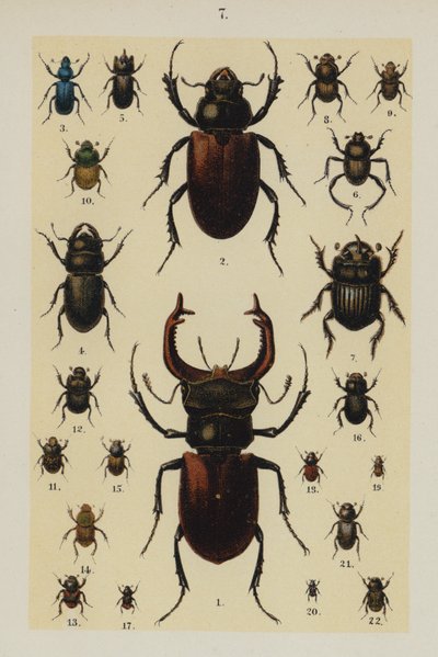 Plate from The Young Beetle-Collector