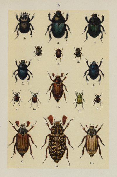 Plate from The Young Beetle-Collector