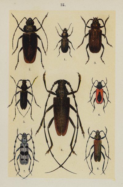 Plate from The Young Beetle-Collector