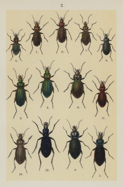 Plate from The Young Beetle-Collector