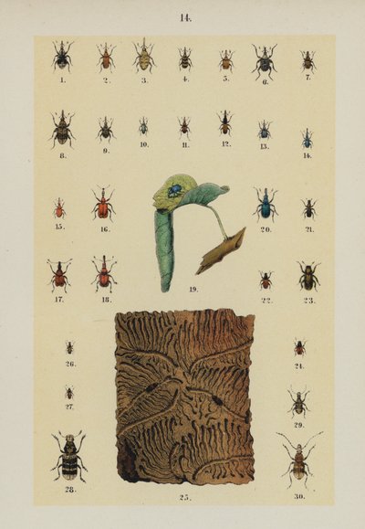 Plate from The Young Beetle-Collector