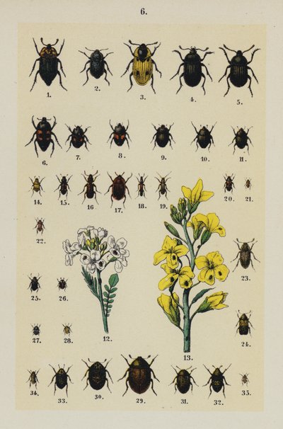 Plate from The Young Beetle-Collector