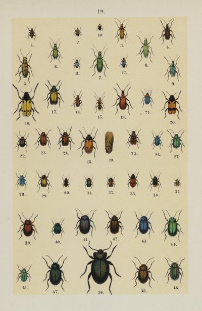 Plate from The Young Beetle-Collector
