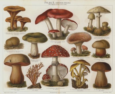 Poisonous fungi by German School