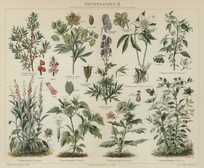Poisonous plants by German School