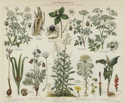 Poisonous plants by German School