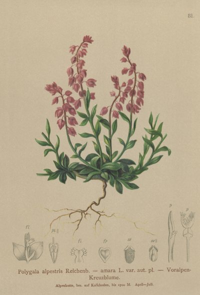 Prealpine Milkwort by German School