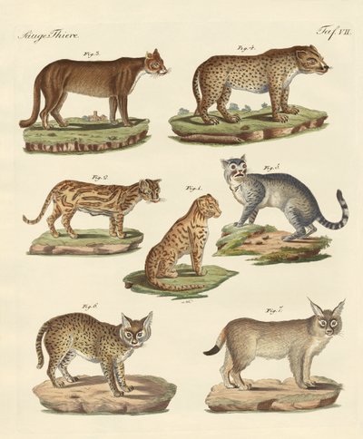 Predators from all parts of the world by German School