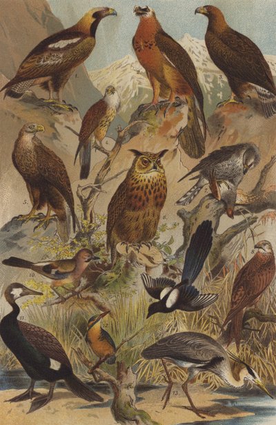 Predatory Birds by German School