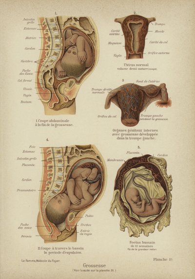 Pregnancy by German School