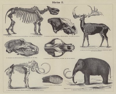 Prehistoric animals by German School