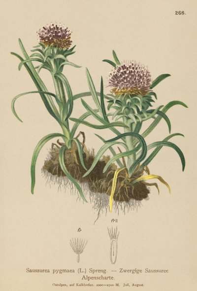 Pygmy Saussurea by German School