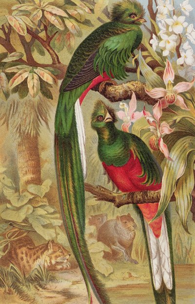 Quetzal, plate from Brehms Tierleben by German School