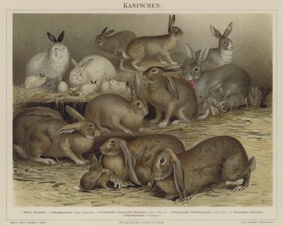 Rabbits by German School