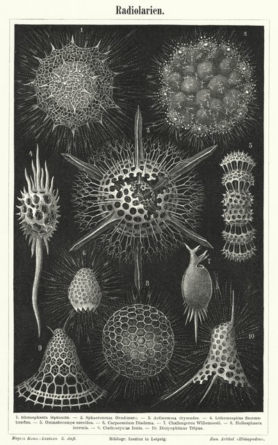 Radiolaria by German School