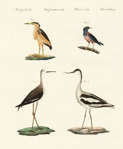 Rare German Birds by German School