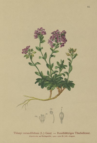 Round-leaved Pennycress by German School