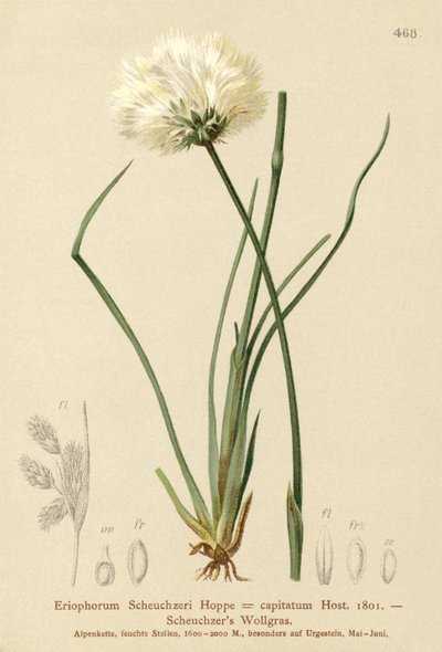 Scheuchzers Cotton-grass by German School