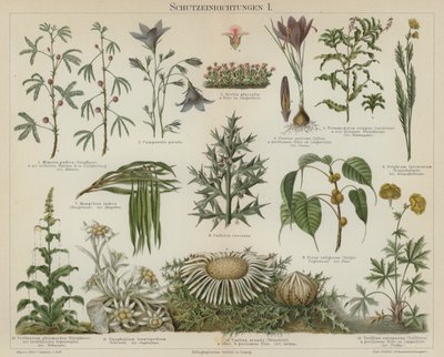 Self-protecting responses in plants by German School