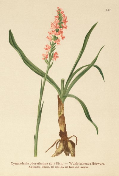 Short-spurred Fragrant Orchid by German School