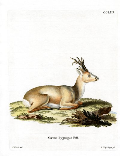 Siberian Roe Deer by German School
