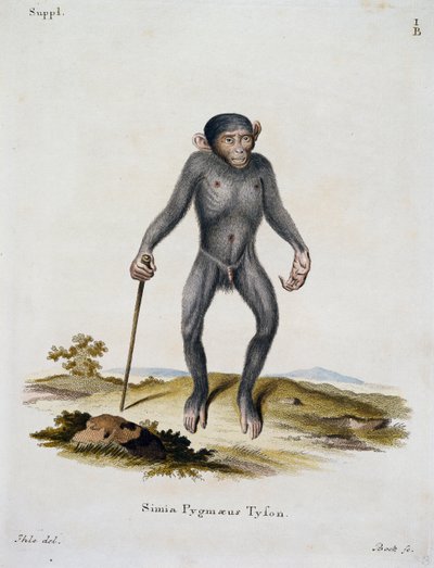 Simia pygmaeus, from Mammals illustrated from Nature with descriptions, by Johann Christian Daniel von Schreber, engraving by IC Bock, Germany by German School