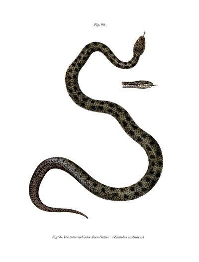 Smooth Snake by German School