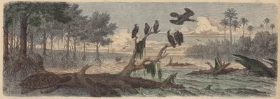 South America: Estuary in Guyana by German School