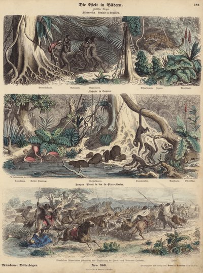 South America: jungle in Brazil; riverbank in Guiana; Indians surprising Gauchos on the Pampas and making off with their herd of cattle by German School