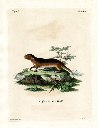 Southern Red-sided Opossum by German School