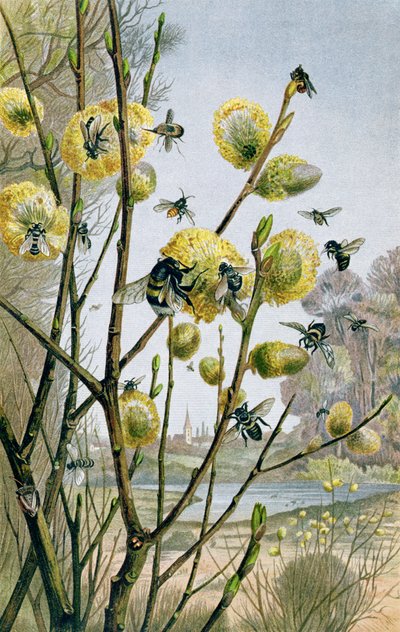 Spring in the Insect World, plate from Brehms Tierleben by German School