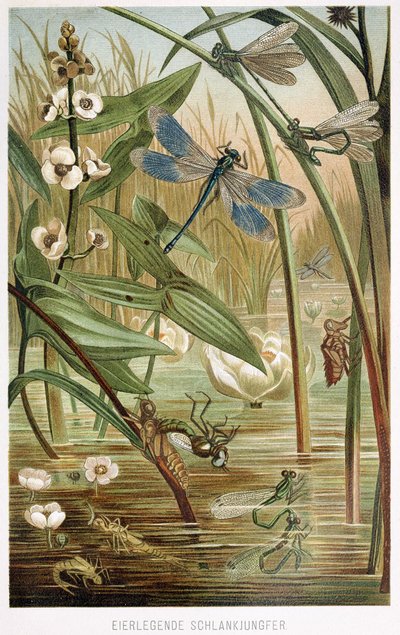 Stages of Development of a Damselfly, from Brehm