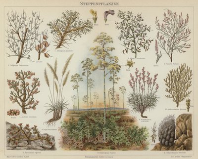 Steppe plants by German School