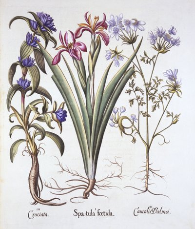 Stinking Iris, Orlaya, and Crosswort Gentian, from Hortus Eystettensis by German School