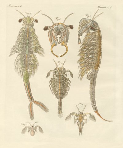 Strange Crustaceans by German School