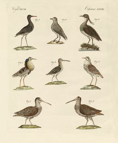 Strange Marsh-Birds by German School