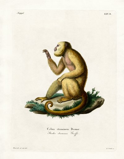 Straw-colored Howler by German School