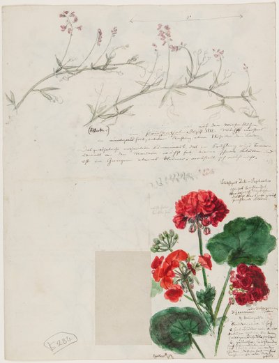Studies of Plants and Figures Made in Rome and Pankow, Berlin by German School