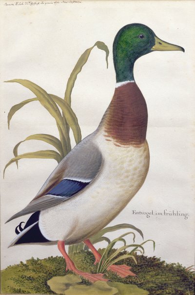 Study of a mallard duck by German School