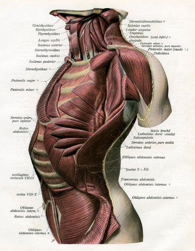 Study of the Muscles of the Human Torso and Neck by German School