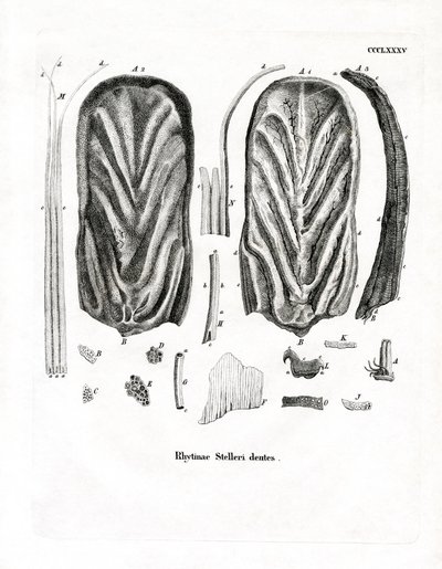 Teeth of Steller