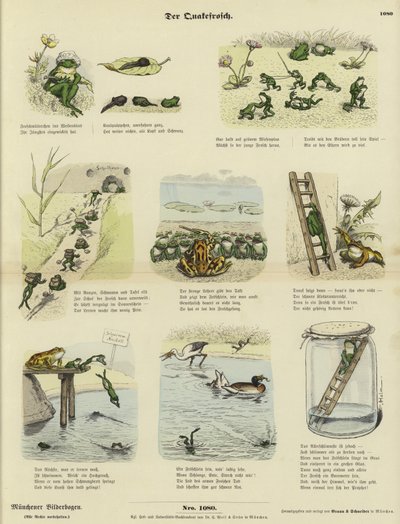 The Frog by German School