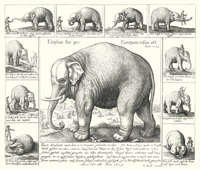 The docile elephant by German School