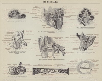 The human ear by German School