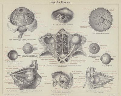 The Human Eye by German School