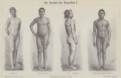 The human figure by German School