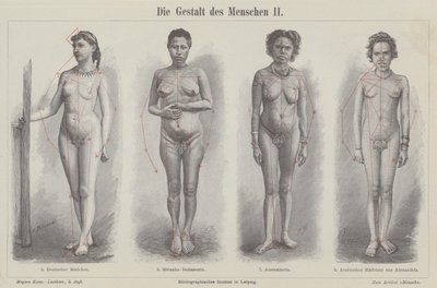 The human figure by German School