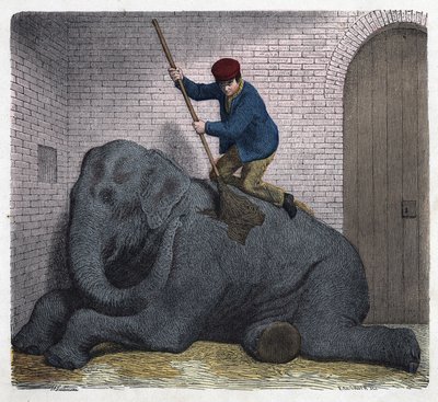 The morning toilet of the Lilli elephant. In “When someone travels, this is what he can tell”, German tale by Franz Wiedemann by German School