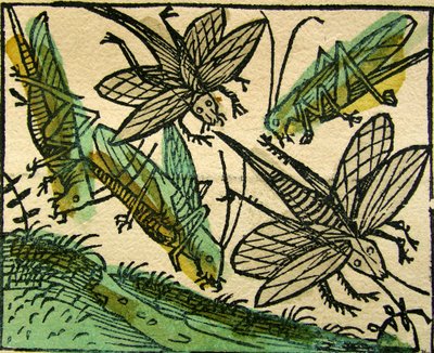 The Plague of Locusts by German School