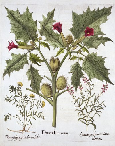 Thorn Apple, Germander and Purple Toadflax, from Hortus Eystettensis by German School
